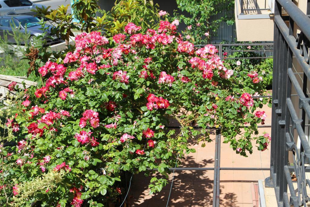 Flowers Apartments 内塞伯尔 外观 照片