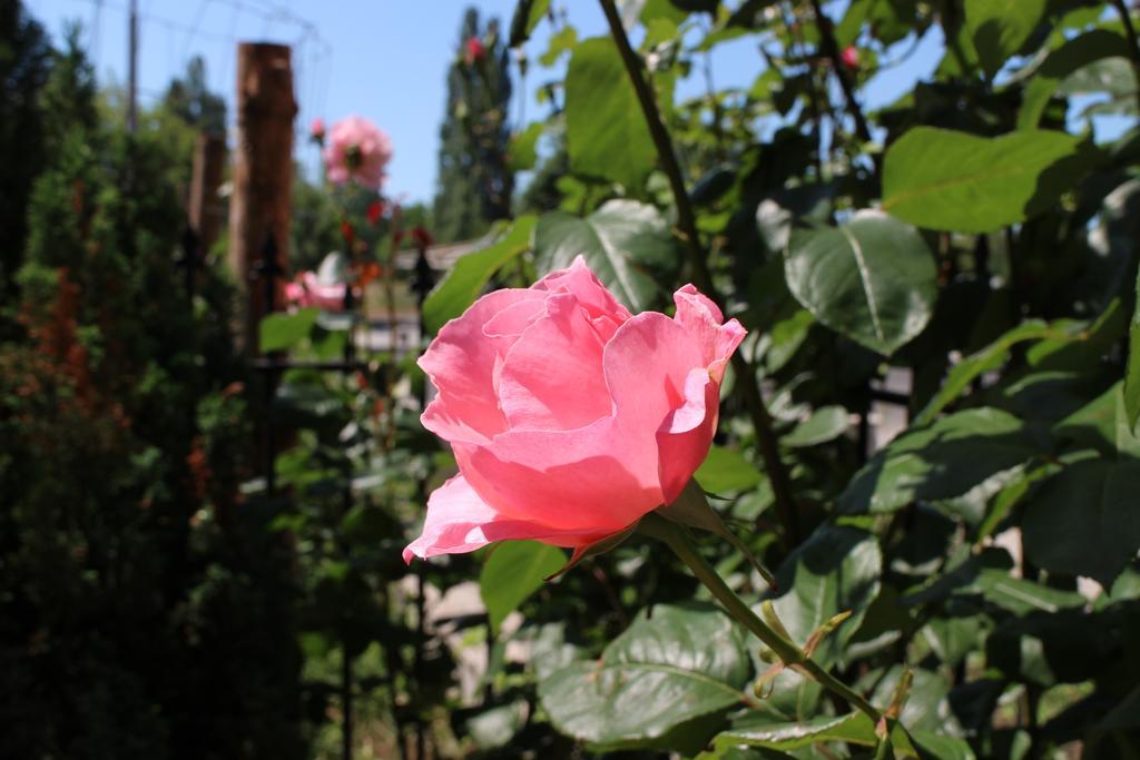 Flowers Apartments 内塞伯尔 外观 照片