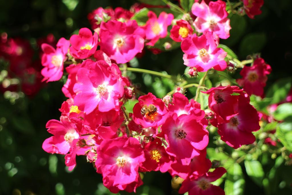 Flowers Apartments 内塞伯尔 外观 照片